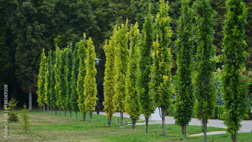 Fruits of the swamp oak, Quercus palustris. oak.
