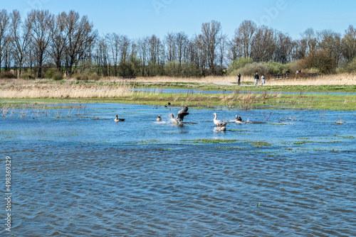 Wild birds on the lake in the city park. Sunny spring day in Kromslootpark Almere, Netherlands. People walk in nature. © O de R