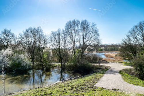 Flowering trees near a lake and a path on a hill in a panoramic countryside landscape. Sunny spring day in Kromslootpark Almere, Netherlands. 