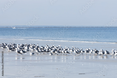 Seagulls and terns in the sand on the beach © Martina