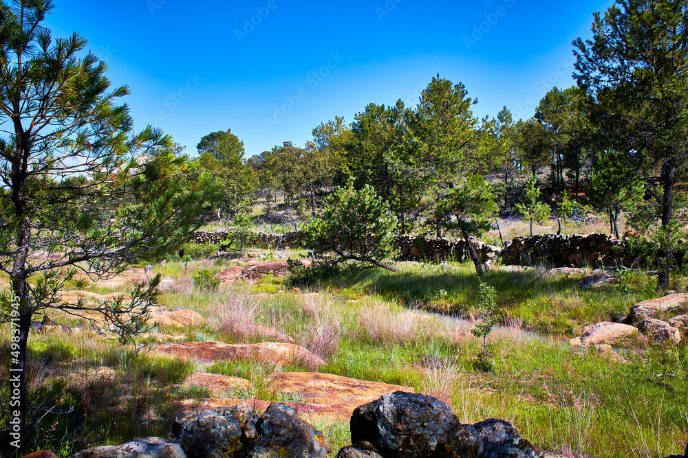 bosque templado durante un día soleado en un camino rural con cesped verde  alrededor en Monte Escobedo Zacatecas Photos | Adobe Stock