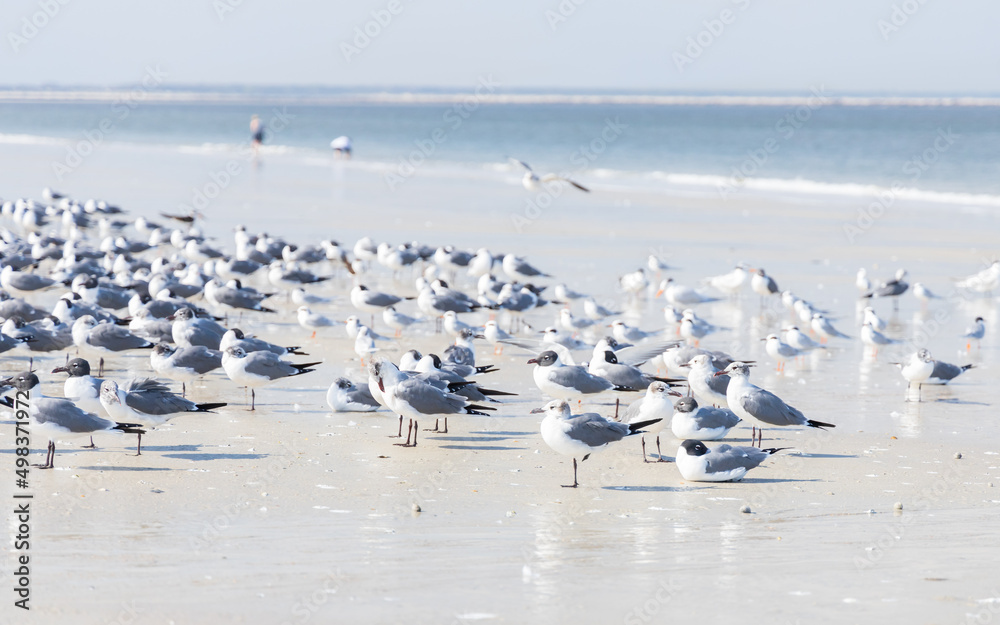 Seagulls and terns in the sand on the beach