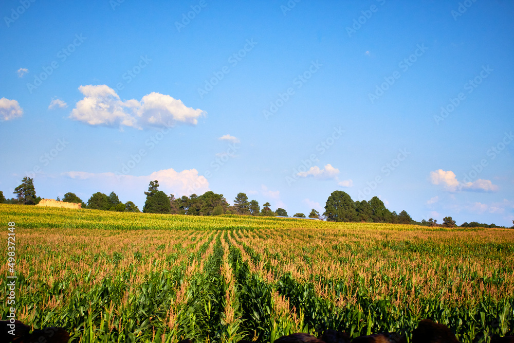 campo de maíz con largas espigas en hileras con una granja en el fondo y un cielo azul en una escena rural en Monte Escobedo Zacatecas
