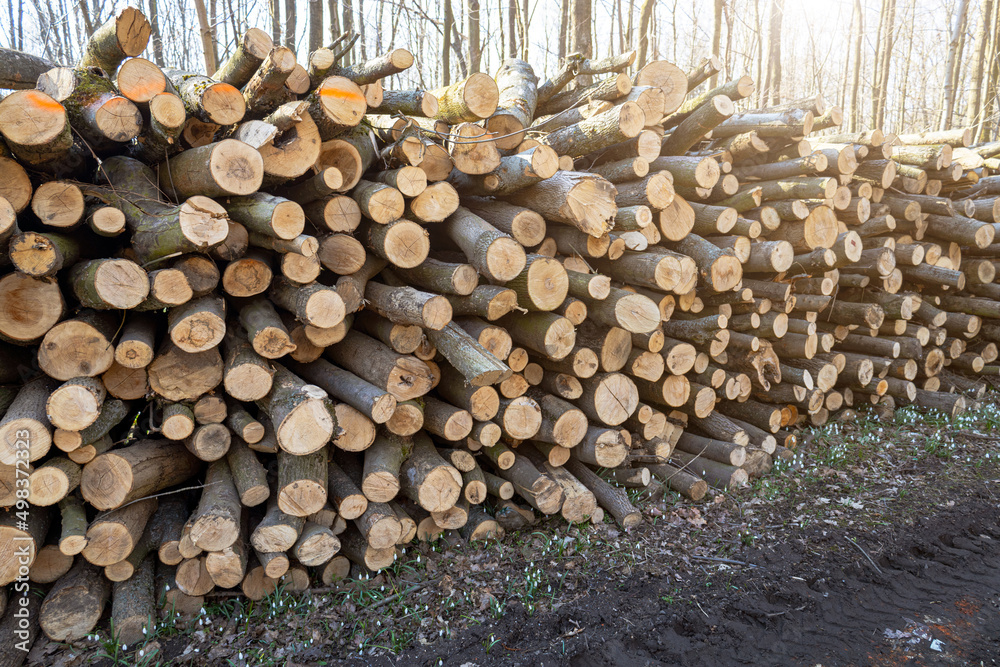 Cutting down trees in the forest, deforestation, broken trees Cutting down trees in the forest, deforestation, broken trees