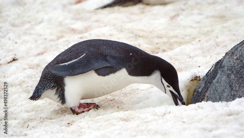 Chinstrap penguin  Pygoscelis antarcticus  collecting rocks in the snow on Half Moon Island  South Shetland Islands  Antarctica