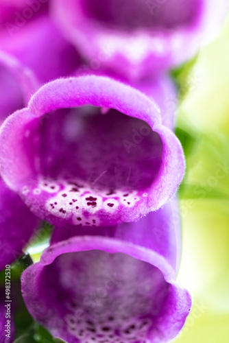 Foxglove, a popular garden plant with bell-shaped flowers. Closeup of a digitalis stem with many flowers.
