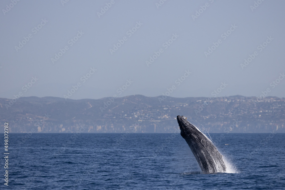 Fototapeta premium humpback breaching