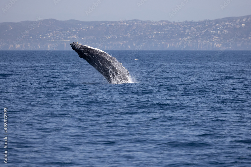 Fototapeta premium humpback whale breach 