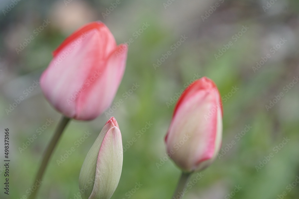 Fototapeta premium Tulipbud and flowers in the background