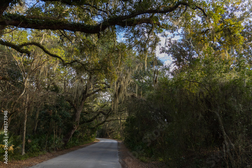 Road through live oak forest with Spanish moss