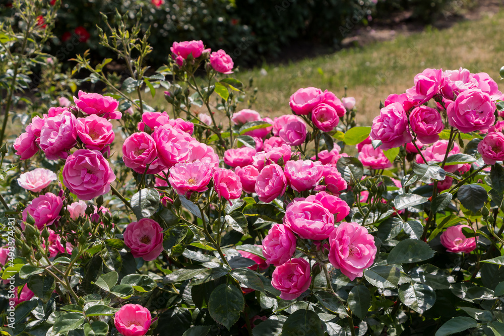 rose bush, pink, fresh beautiful bush roses on a summer day in the botanical garden rose bush, pink, fresh beautiful bush roses on a summer day in the botanical garden