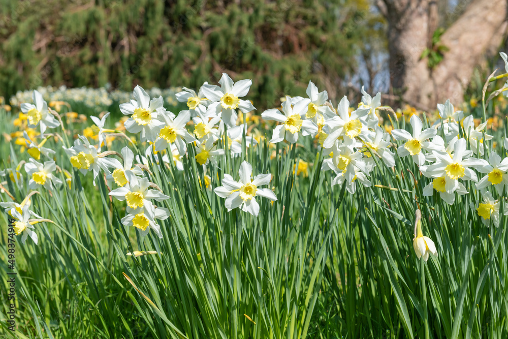 Daffodil (narcissus) flowers in bloom Daffodil (narcissus) flowers in bloom