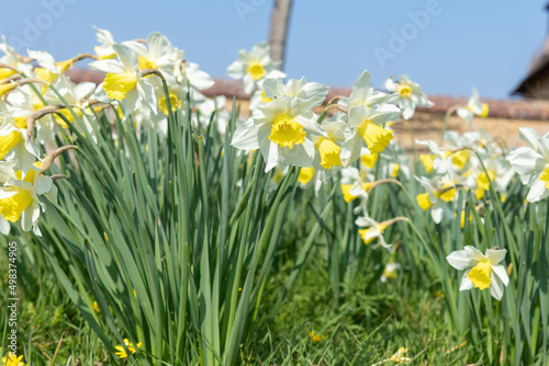 Daffodil (narcissus) flowers