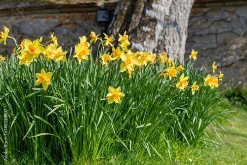 Daffodil  narcissus  flowers