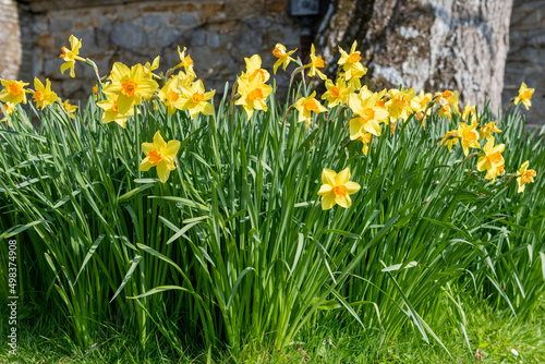 Daffodil (narcissus) flowers