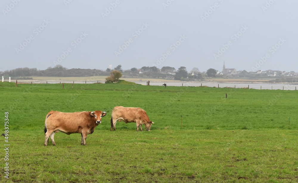 purebread bull called Aubrac in a meadow near the sea in France purebread bull called Aubrac in a meadow near the sea in France
