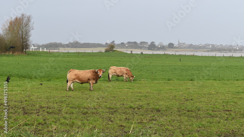 purebread bull called Aubrac in a meadow near the sea in France photo