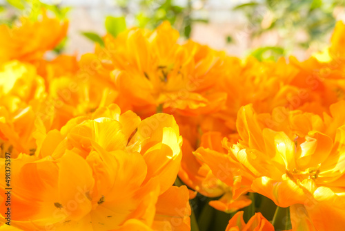 Background of orange open tulips with green leaves, large format © Ekaterina