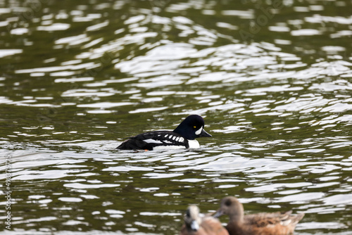 A Male Barrow's Goldeneye On the Ocean photo