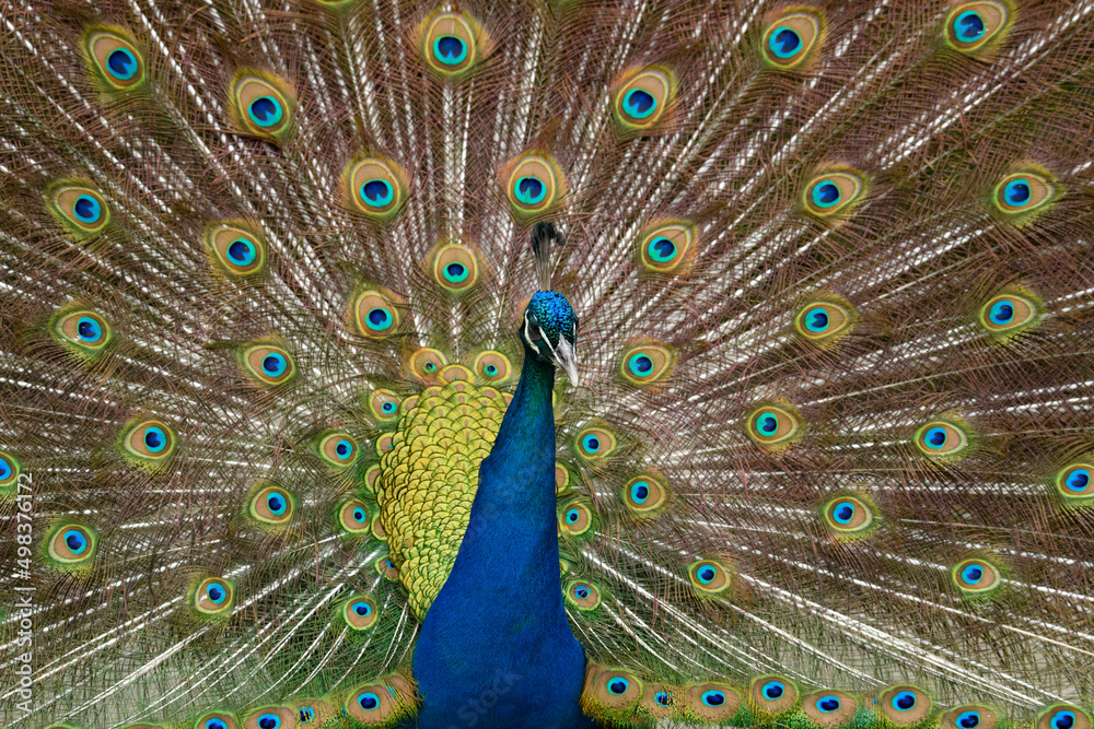 Fototapeta premium Up close of a peacock with feathers out and displaying to a female.