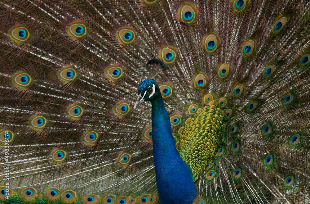 Obraz premium Gorgeous peacock with spread feathers attracting females