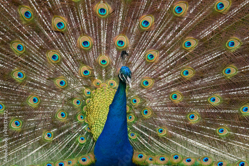 Up close of a peacock with feathers out and displaying to a female.