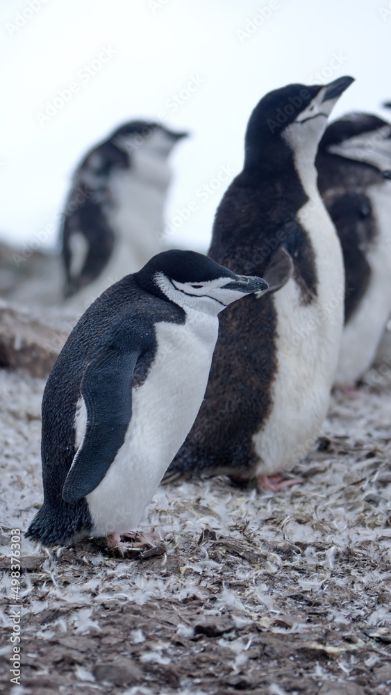 Naklejka premium Colony of chinstrap penguins (Pygoscelis antarcticus) on Half Moon Island, South Shetland Islands, Antarctica