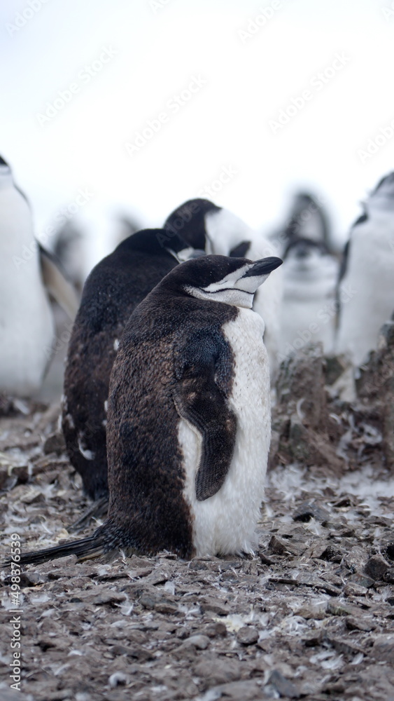 Fototapeta premium Colony of molting chinstrap penguins (Pygoscelis antarcticus) on Half Moon Island, South Shetland Islands, Antarctica