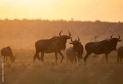Herd of wildebeest gnu in beautiful morning light during sunrise. African wildlife on safari