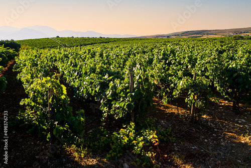 Vineyards early morning panoramic view of famous Alagni hills region, in summer. Heraklion, Crete, Greece.