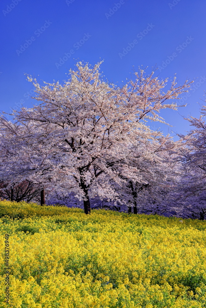 赤城南面千本桜