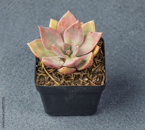 suculenta roja