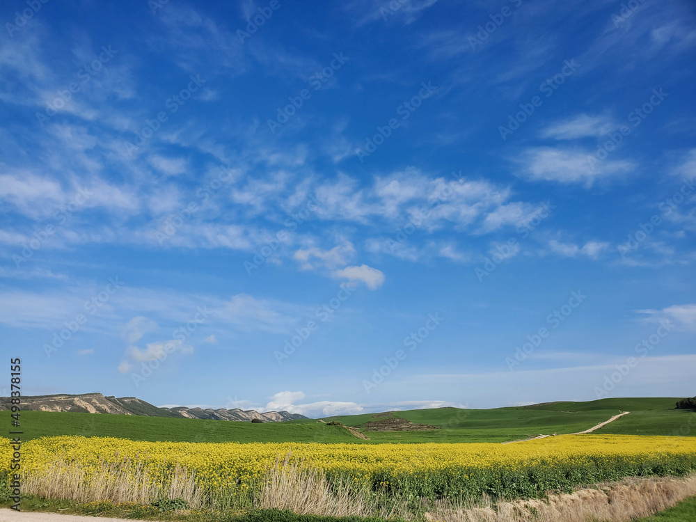 Rapeseed field with blue sky Rapeseed field with blue sky