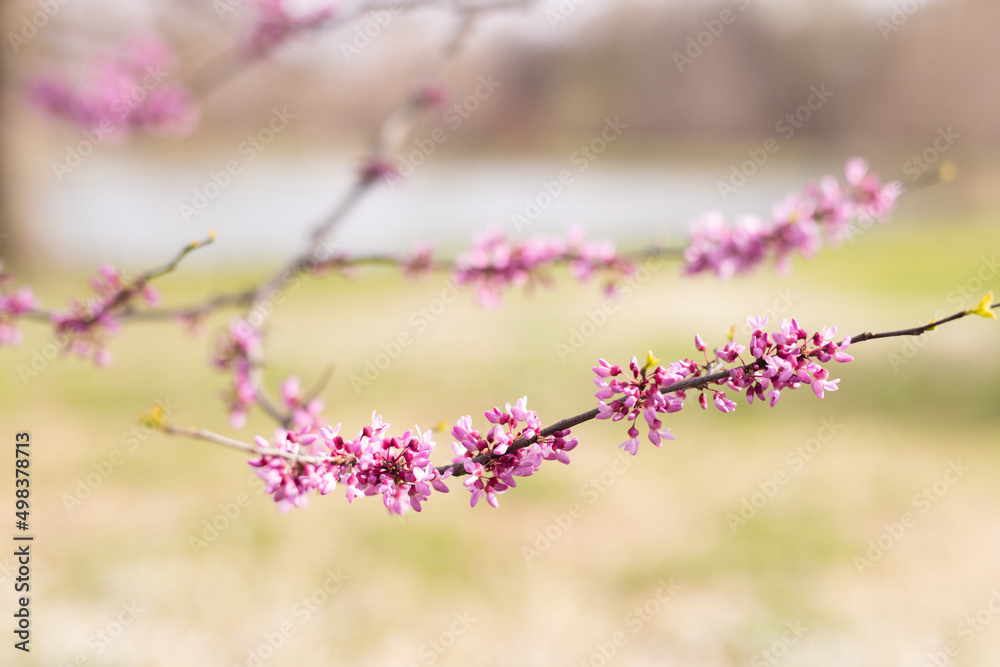 Close-up shot of flowering pink flowers on a branch on a spring day. Close-up shot of flowering pink flowers on a branch on a spring day.