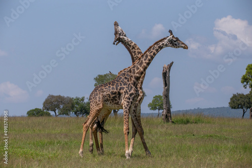 Two giraffe necking fighting which is a display of dominance in the bush. One giraffe is holding head and neck up in the air. African wildlife on safari