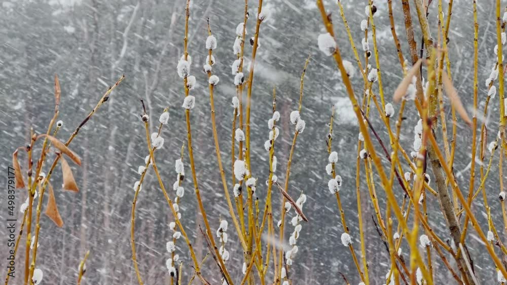 Branches of a willow trees start blossoming in wild park in snow blizzard, the first days of spring, fluffy flowers are in snow storm Branches of a willow trees start blossoming in wild park in snow blizzard, the first days of spring, fluffy flowers are in snow storm