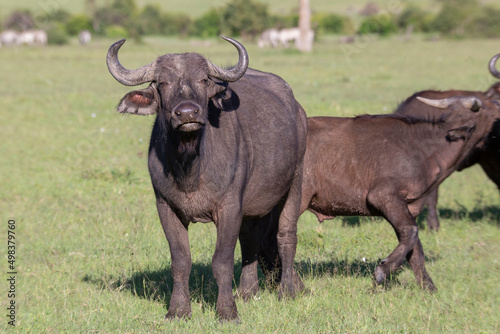 African cape buffalo looking at camera