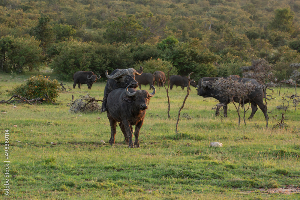 African Cape buffalo mating in the bush. African wildlife on safari African Cape buffalo mating in the bush. African wildlife on safari