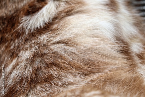 Gray cat fur background or texture