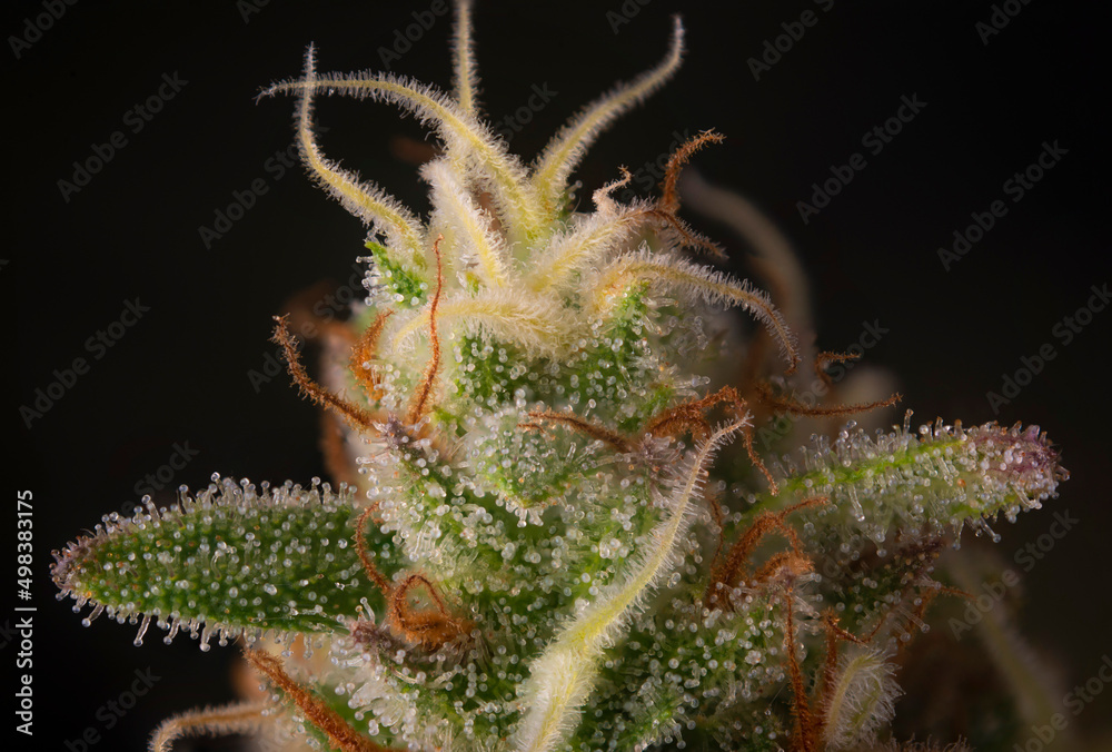 Cannabis flower ready for harvest with visible trichomes Cannabis flower ready for harvest with visible trichomes