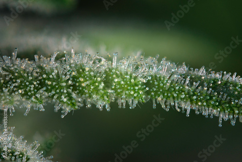 Cannabis flower macro detail with visible trichomes