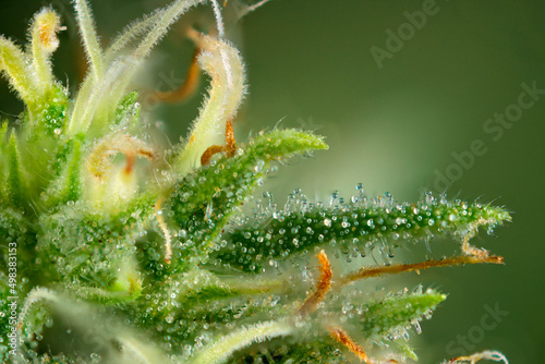 Cannabis flower ready for harvest with visible trichomes
