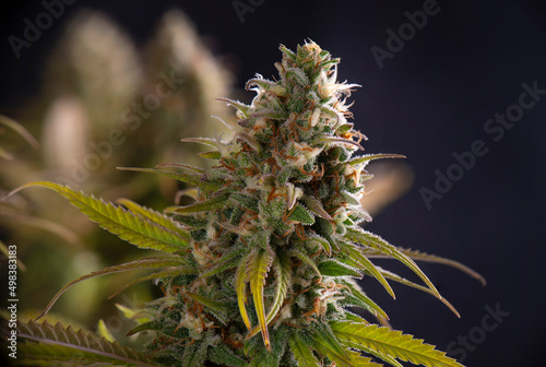 Blooming cannabis flower with visible trichomes