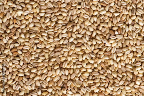 Wheat grains background