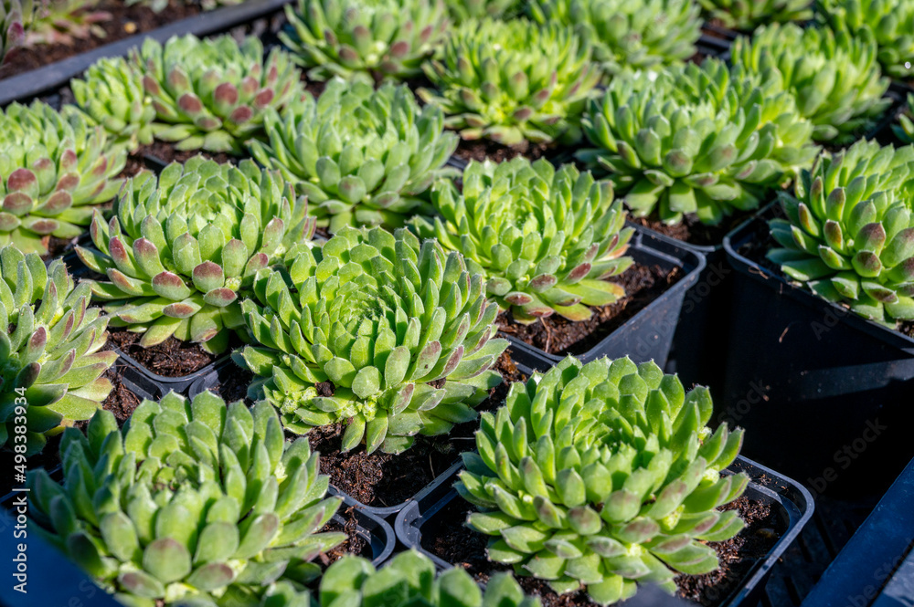 Variety of sempervivum succulent plants for garden landscape design Variety of sempervivum succulent plants for garden landscape design