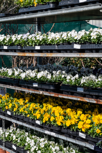 Colorful viola pansy flowers on tray for spring garden works © barmalini