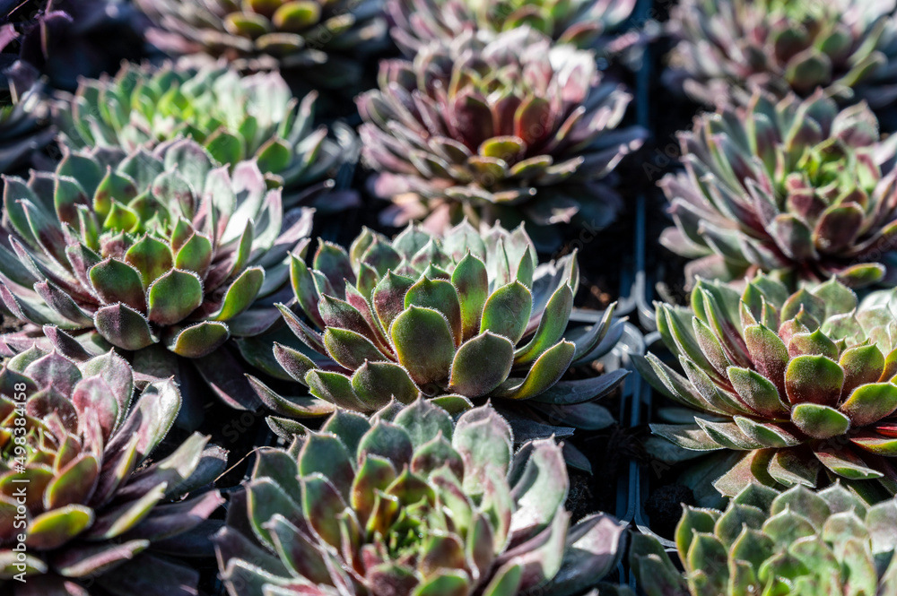 Variety of sempervivum succulent plants for garden landscape design Variety of sempervivum succulent plants for garden landscape design