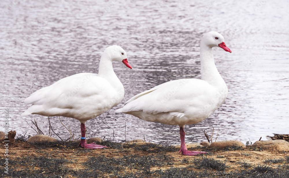 Obraz premium patos