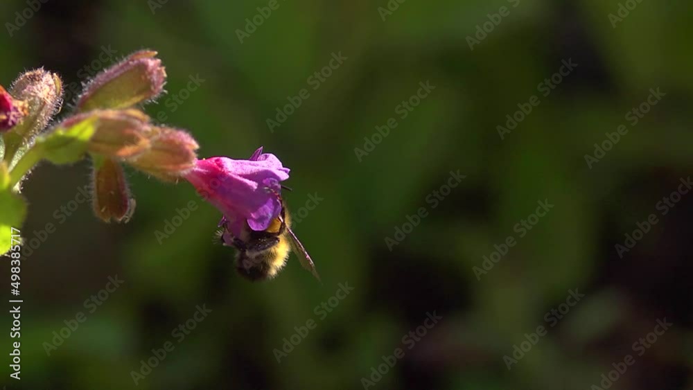 bee visiting a pulmonaria flower. Slow motion. bee visiting a pulmonaria flower. Slow motion.