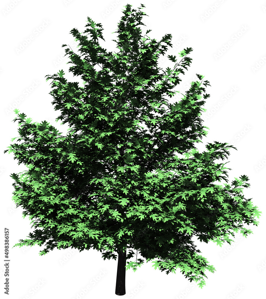 Fototapeta premium Tree - Oak isolated